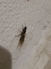 Liometopum microcephalum