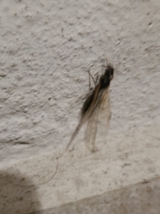 Liometopum microcephalum