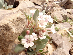 Collomia debilis
