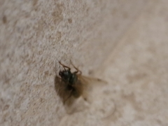 Liometopum microcephalum