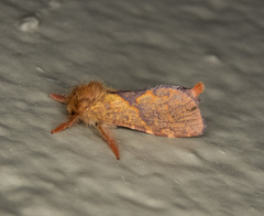 Phymatopus hectoides