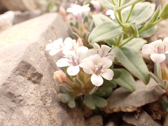Collomia debilis
