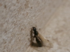 Liometopum microcephalum