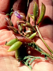 Astragalus naturitensis