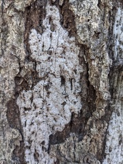 Biscogniauxia atropunctata