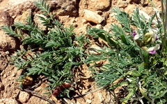 Astragalus naturitensis