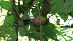 Pheugopedius rutilus
