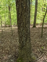 Biscogniauxia atropunctata