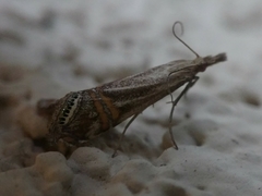 Euchromius californicalis