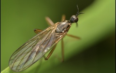 Empis trigramma