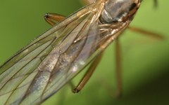Empis trigramma