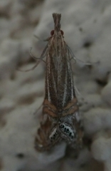 Euchromius californicalis