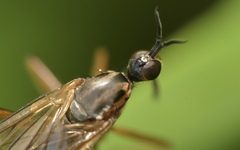 Empis trigramma
