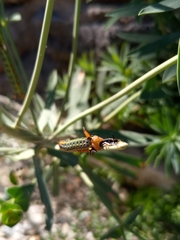 Homalodisca liturata