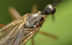 Empis trigramma