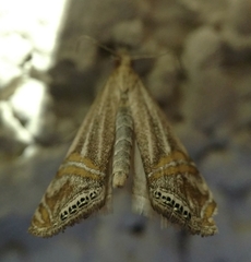 Euchromius californicalis