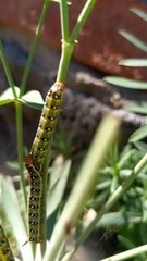 Homalodisca liturata