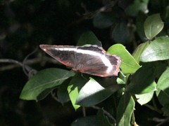 Eurytela hiarbas