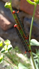 Homalodisca liturata