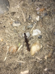 Strongylosoma