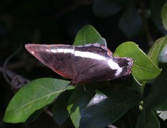 Eurytela hiarbas