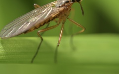 Empis trigramma