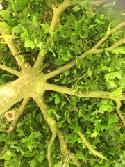 Platanaceae