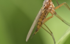 Empis trigramma