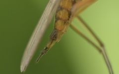 Empis trigramma