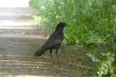 Corvus corone