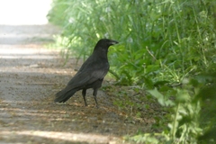 Corvus corone