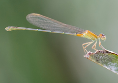 Ischnura fluviatilis