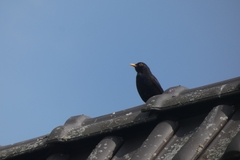 Turdus merula