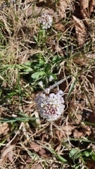 Noccaea caerulescens