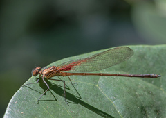 Hetaerina rosea