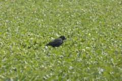 Corvus corone