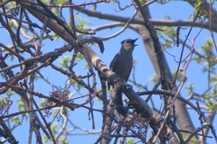 Dumetella carolinensis