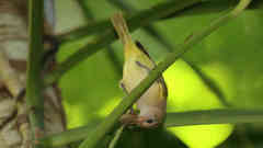 Pachysylvia aurantiifrons