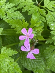 Geranium robertianum