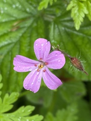 Geranium robertianum