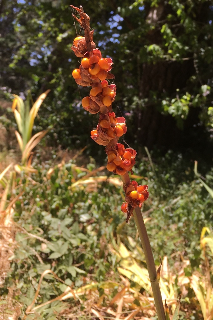 Chasmanthe floribunda, Golden Gate Park, San Francisco, CA, US, by alexis_amphibian