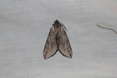 Oligographa juniperi