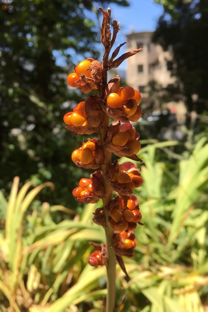 Chasmanthe floribunda, Golden Gate Park, San Francisco, CA, US, by alexis_amphibian