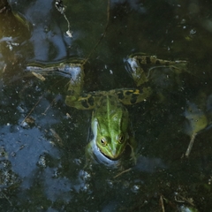 Pelophylax lessonae