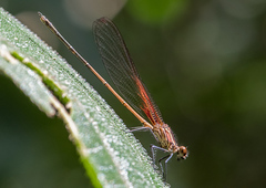 Hetaerina rosea
