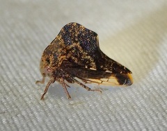 Telamona ampelopsidis