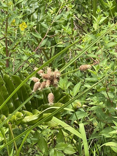 Bolboschoenus robustus image