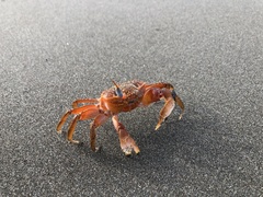 Ocypode gaudichaudii