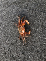 Ocypode gaudichaudii