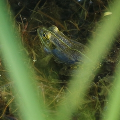 Pelophylax lessonae